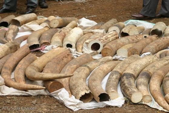 Elephant tusks used to make ivory products - greenretreat.org